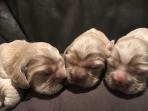 Adorable AKC cocker spaniel buff puppies