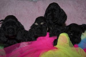 Akc Registred American Cocker Spaniel