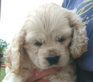 AKC Cocker Spaniel Puppies in Ada, OK