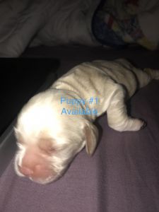 AKC Cocker Spaniel puppies