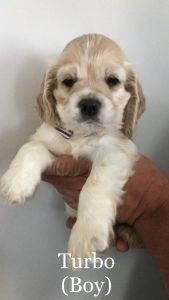 Cocker Spaniel Puppy