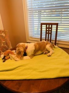 American Cocker Spaniel Registered