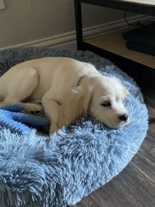 Three month American cocker spaniel puppy