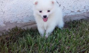UKC Toy American Eskimo Puppies
