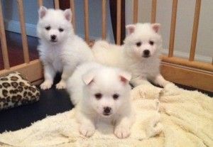 American Eskimo Puppies For Adoption.