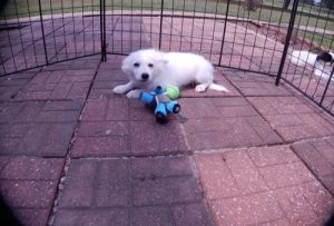 American Eskimo for sale now