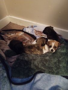 Looking to re-home 4 puppies