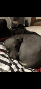 American Hairless Terriers