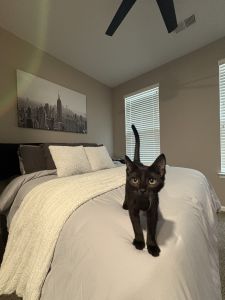 Black Kitten
