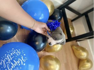 Baby Houston Needs A Loving Home!