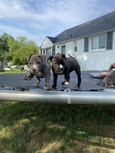 Full breed female pit bull puppies