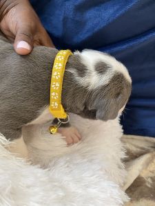 pitbull puppies for sale