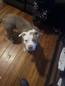 Red nose pit bull