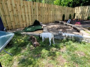 Given my dog for free