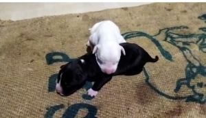 American Pitbull terrier