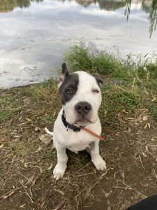 Have to get rid of dog. Can’t have him