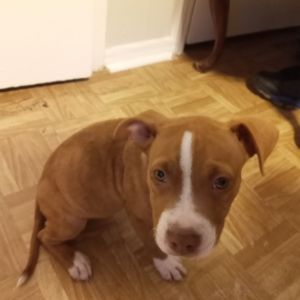 I got 2 red nose mixed with brindle pits 400 obo