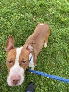 Puppy up for a new home