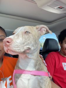 7month old Fawn Brindle Pitbull/Lab Mix