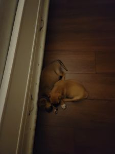 Male and female pit mix