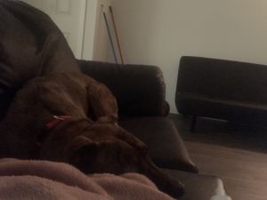 Milo needs a new home