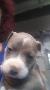 Blue Nose Pit Bull Puppies