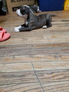 Male pitbull /bully