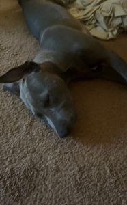 Female Bluenose Pitbull