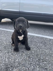 Puppies for sale
