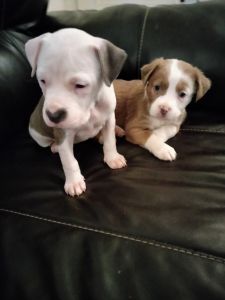 PIT BULL PUPPIES FOR SALE