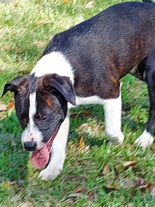 Pitbull puppy for sale