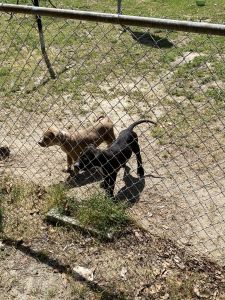 Puppies looking great homes