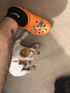 4 month old male chihuahua pitbull mix