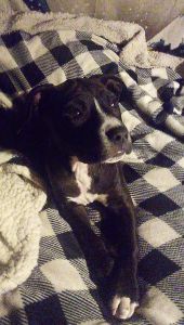 Pitt bull puppy