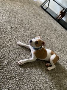 American bully/ pit for sale