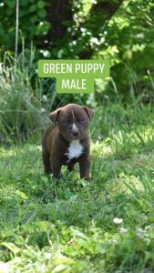 I have pit mix puppies for sale! Will be ready June 1st