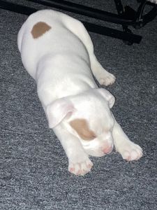 Puppy red nose pit bull