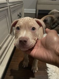 Purebred Pitbull Terrier