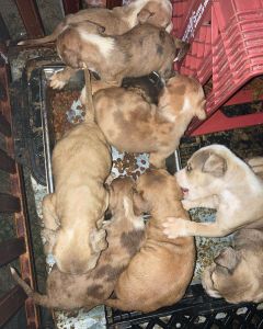 Merle Red Pitbull Puppies