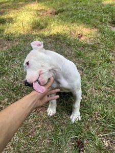 Pitbull pup 4 sale