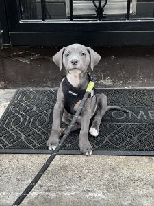 Pit Bull Dalmatian Mix Puppy for Sale