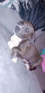 4-5 month old female American pitbull terrier