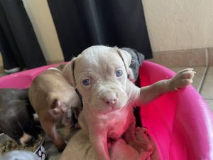 Pit bull puppies