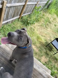 1 year old Pittbull Female