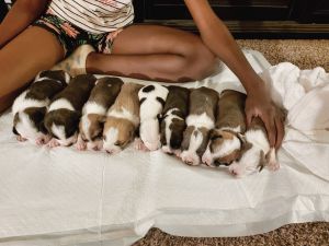 PUPPIES FOR SALE