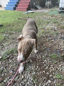 American Pit Bull Terrier