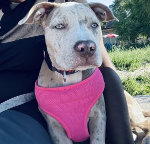 5 month tri merle looking for a home! Sweet energetic pup!