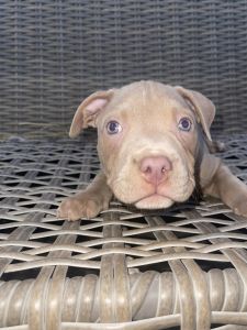Blue nose pit bulls