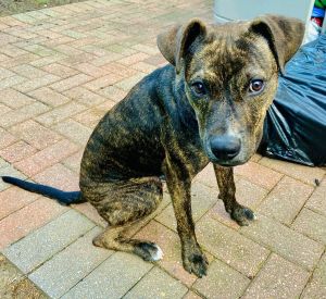 10 Month Old Pitbull Brindle