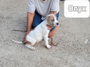 pit bull puppies for sale